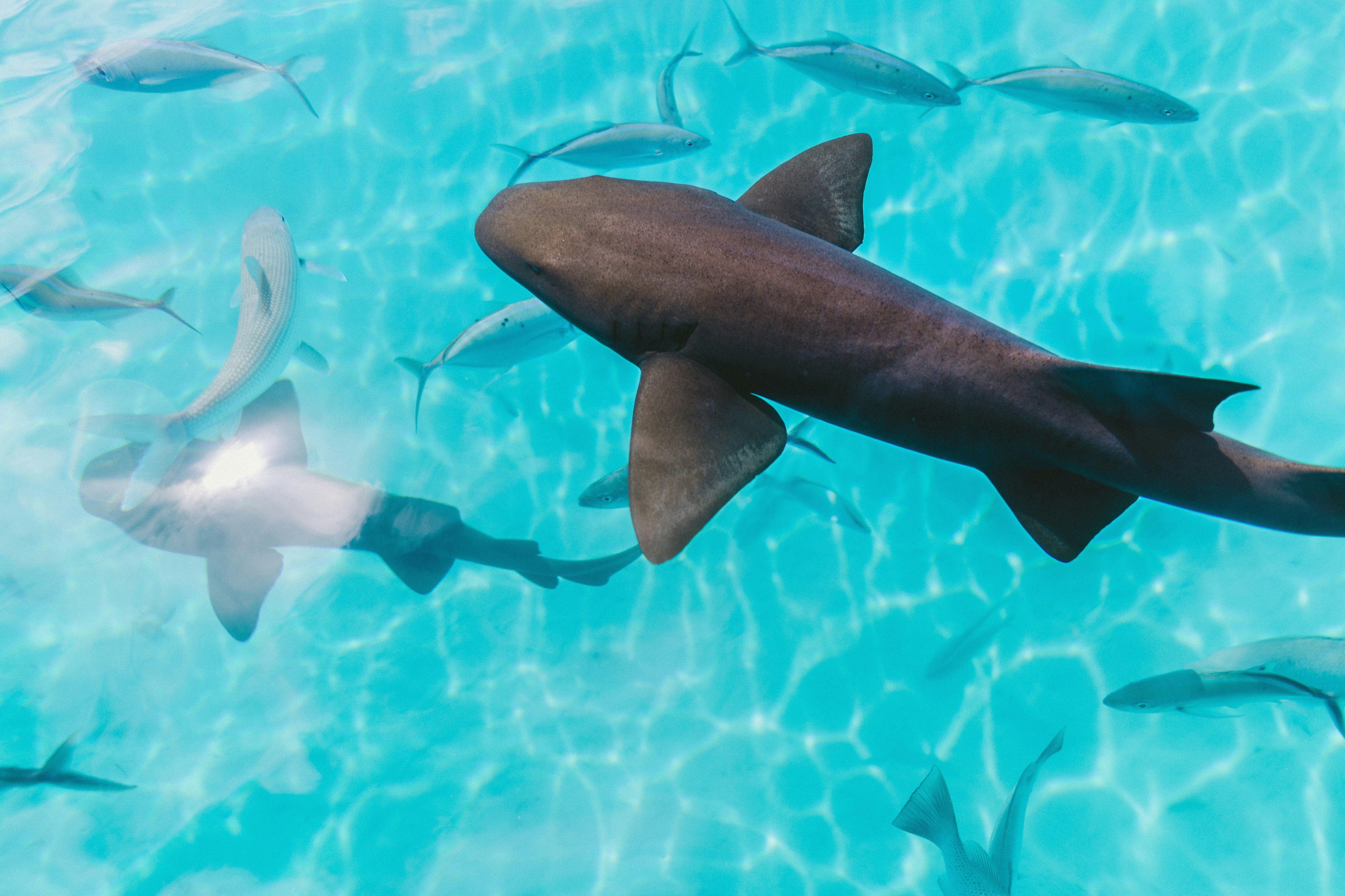 Fiji overwater bure turquoise South Pacific resort